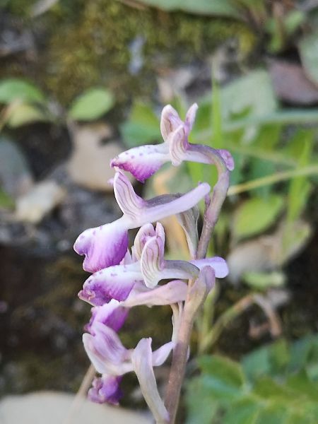 Anacamptis morio  - Richard Fay