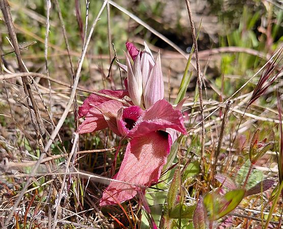 Serapias lingua  - Julien Buissart