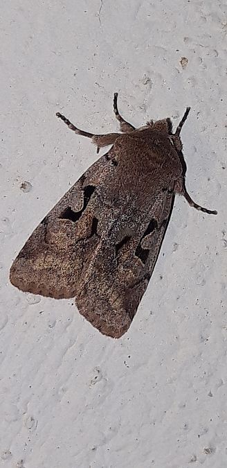 Orthosia gothica  - Michele Cento