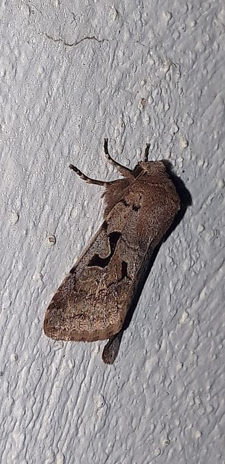 Orthosia gothica  - Michele Cento