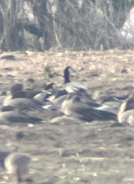 bernikla białolica  - Krzysztof Lis