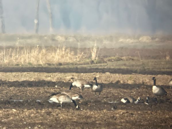 bernikla kanadyjska  - Artur Andrzejewski