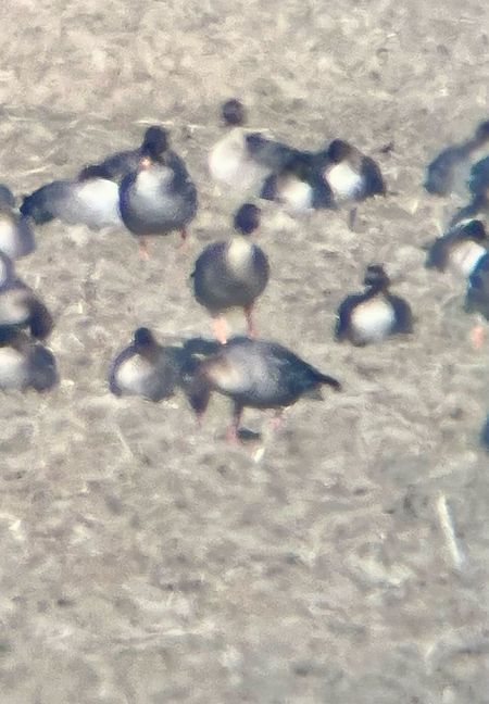 Oie à bec court  - Krzysztof Lis