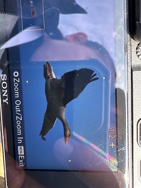 Oca selvatica occidentale / orientale  - Andrea Benvenuti