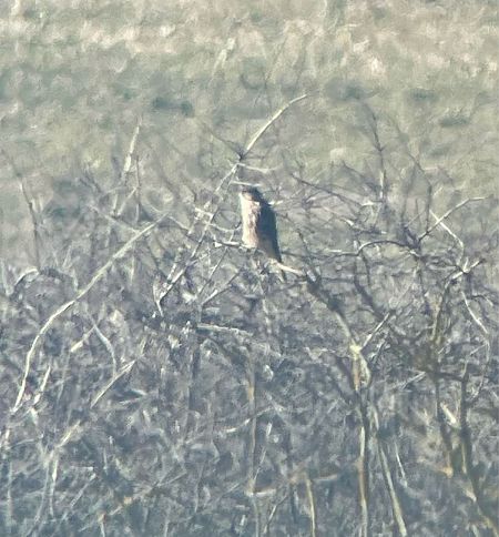 Faucon émerillon  - Krzysztof Lis