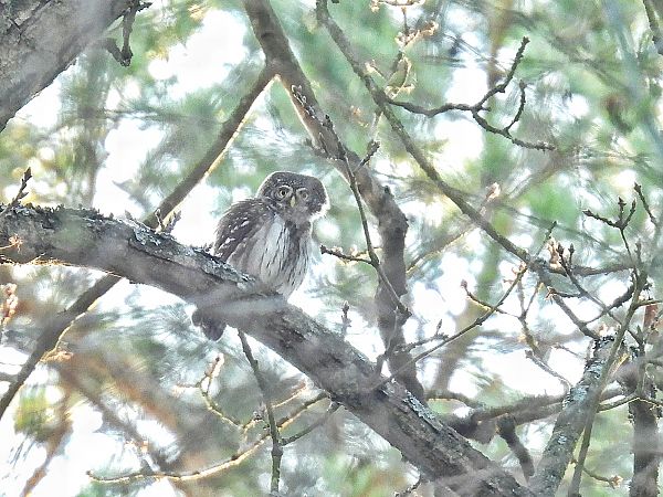 Eurasian Pygmy Owl  - Kacper Mikulski
