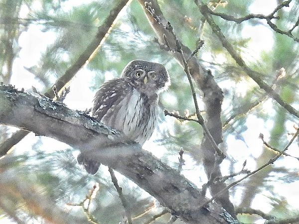 Sperlingskauz  - Kacper Mikulski