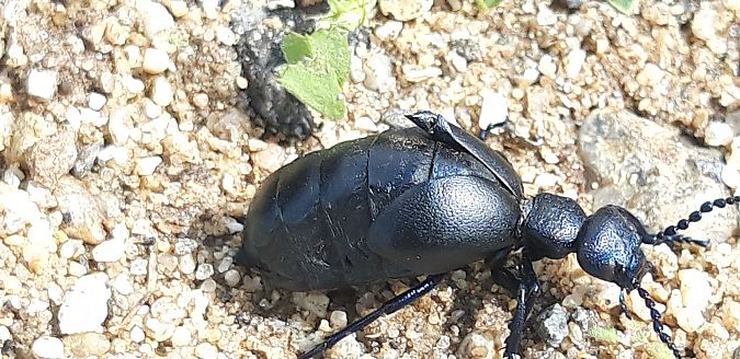 Meloe proscarabaeus  - Michele Cento