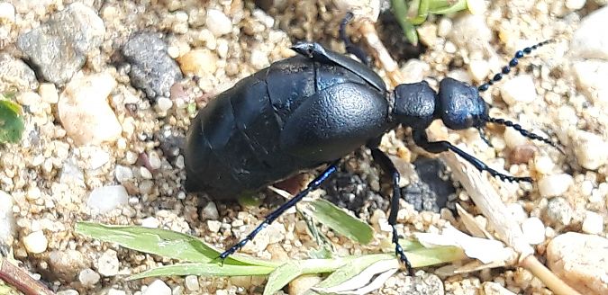 Meloe proscarabaeus  - Michele Cento