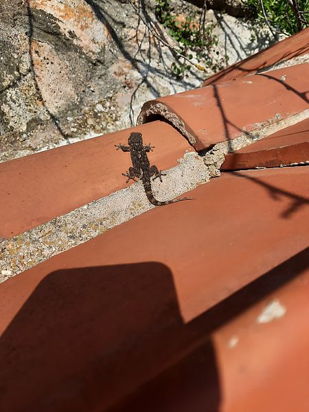 Geco comune  - Michele Coppola