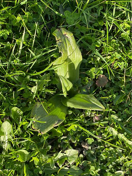 Himantoglossum hircinum  - Olivier Guillemet