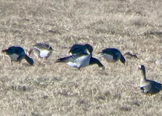 bernikla białolica  - Krzysztof Lis