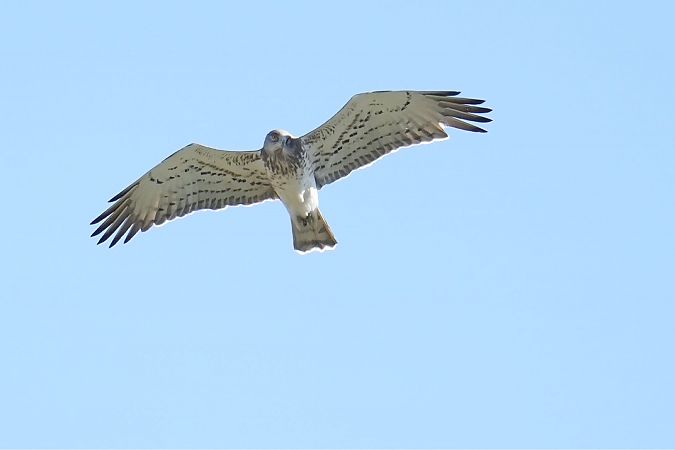 Biancone  - Florian Gasser