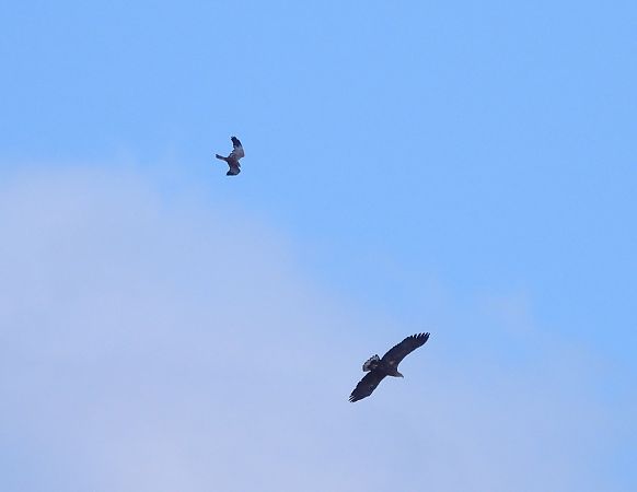 bielik  - Natalia Gorczowska