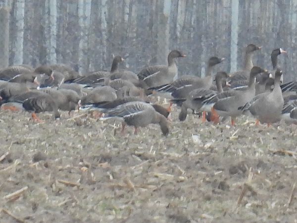 gęś krótkodzioba  - Kacper Mikulski