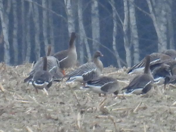 Kurzschnabelgans  - Kacper Mikulski