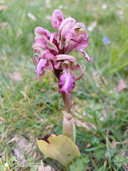 Himantoglossum robertianum  - Brigitte Grand