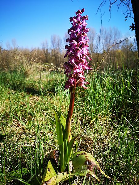 Himantoglossum robertianum  - Matthieu Clément