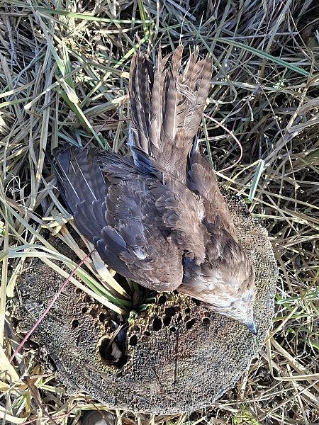 Mäusebussard  - Ewa Nalepa