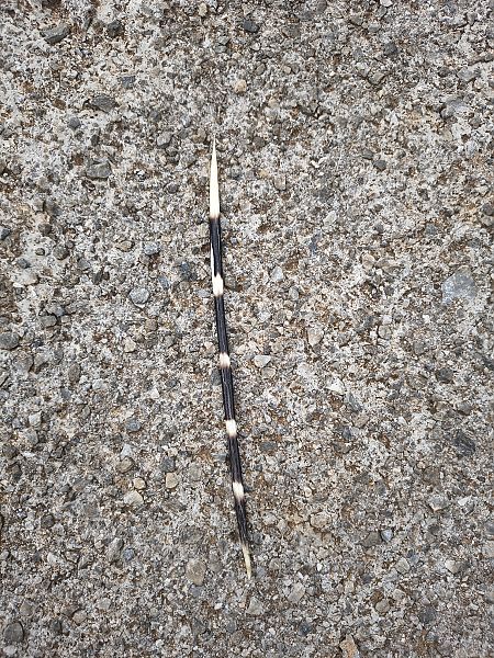 Istrice  - Egidio Fulco