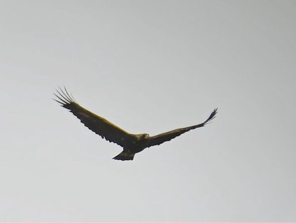 Steinadler  - Damian Ostrowski