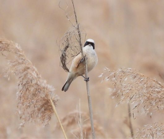 remiz  - Aleksandra Szymczak