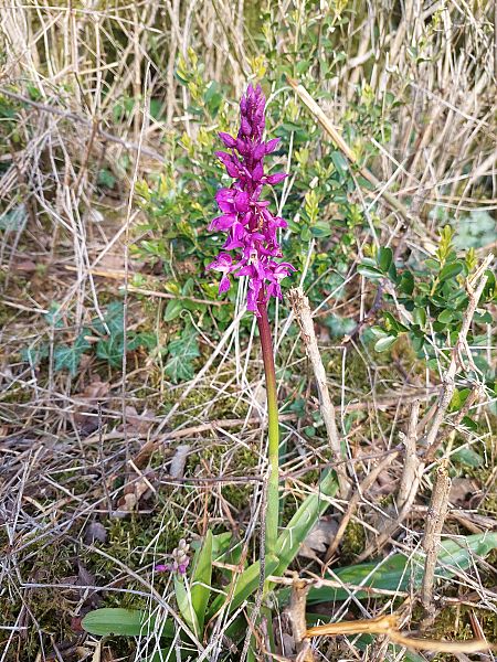 Orchis mascula  - Bernard Sonnerat