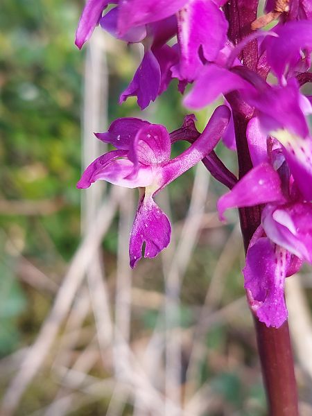 Orchis mascula  - Bernard Sonnerat