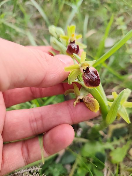 Ophrys exaltata subsp. marzuola  - Eliott Huguet