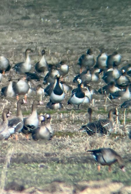 Bernache nonnette  - Krzysztof Lis