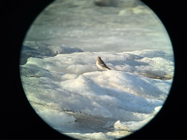 Bruant des neiges  - Artur Andrzejewski