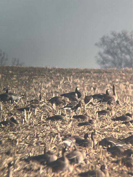 Bernache nonnette  - Krzysztof Lis