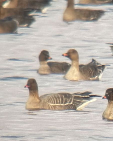 gęś krótkodzioba  - Damian Ostrowski