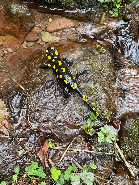 Salamandra pezzata  - Lavinia Garibaldi (FVG)