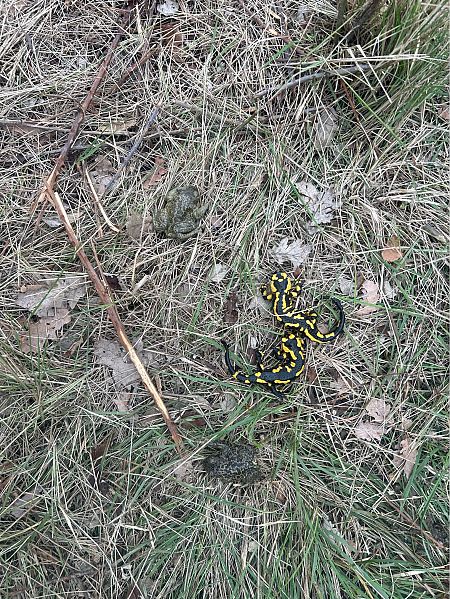 Gripau d'esperons  - Oriol Marés