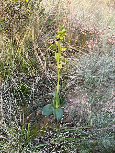 Ophrys forestieri  - Pep Sole
