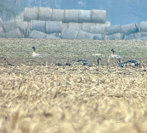 gęś krótkodzioba  - Krzysztof Lis