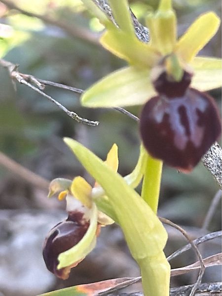 Ophrys passionis  - David Vilasís Boix