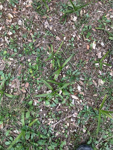 Anacamptis pyramidalis  - Florent de Gasperis