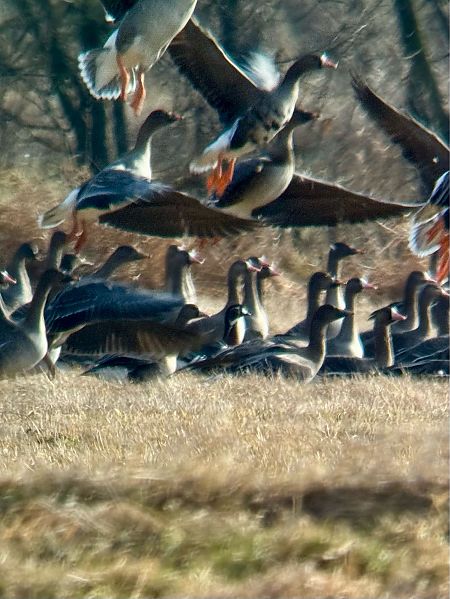 Rothalsgans  - Łukasz Konopka