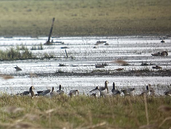bernikla białolica  - Artur Andrzejewski