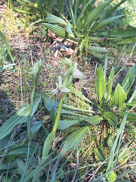 Ophrys arachnitiformis  - David Vilasís Boix