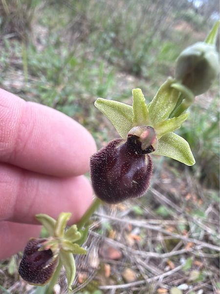 Ophrys passionis  - David Vilasís Boix