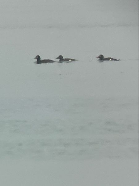 Macreuse brune  - Herta Mangeng