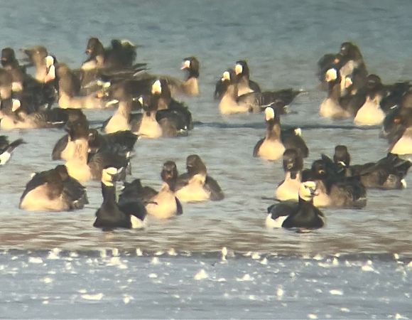 Weisswangengans  - Krzysztof Lis