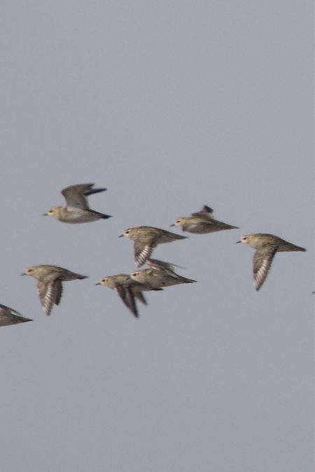 siewka złota  - Wojciech Kaczor