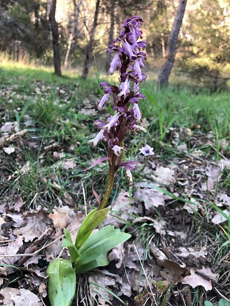 Himantoglossum robertianum  - Marc Le Dorze