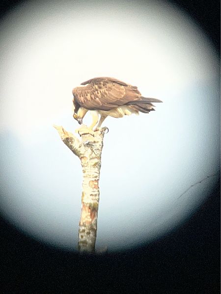 Falco pescatore  - Andrea Vidolini