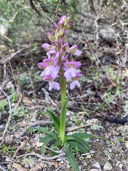 Anacamptis morio  - Léa Pichon