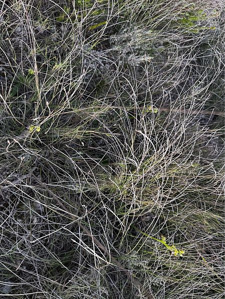 Ophrys forestieri  - Pep Sole